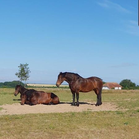 Ferienapartment Wiese & Meer Auf Ruegen Neddesitz Exteriör bild